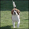 Clues Hound Classic]