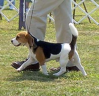 Gianni
