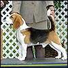 Clues AKC ad