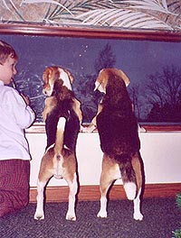 3 boys at the window